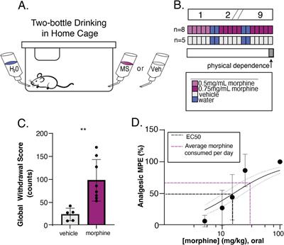 Deletion of arrestin-3 does not reduce drug-seeking behavior in a longitudinal paradigm of oral morphine self-administration